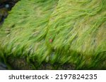 Ladybug On Algae Covered Rock 