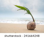 Coconut Growing On The Tropical ...