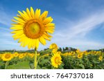 Sunflower With A Sky Background....