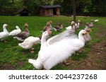 Domestic geese on the farm. Flock of fattening geese, on the rural farm for the production of meat and goose feathers. Flock of white domestic geese on the pasture. Big white goose on farm.	
