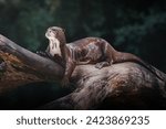 Giant river otter  pteronura...