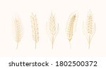 gold malt  barley  wheat ears... | Shutterstock .eps vector #1802500372