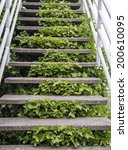 Small photo of Synergic stairway: Green creeper growing profusely between concrete steps to observation deck above marina