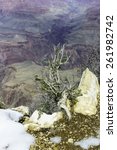 Small photo of Life at the edge: Juniper tree growing between rocks near melting snow on the South Rim of the Grand Canyon in March, for concepts of tenacity, hardihood, and survival