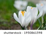 Spring White Flowers Crocus...