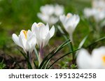 Spring White Flowers Crocus...