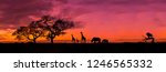 Small photo of Amazing sunset and sunrise.Panorama silhouette tree in africa with sunset.Tree silhouetted against a setting sun.Dark tree on open field dramatic sunrise.Safari theme.Giraffes , Lion , Rhino.
