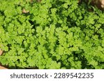 Small photo of Beautiful growing chervil in April