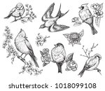 bird hand drawn set in vintage... | Shutterstock .eps vector #1018099108