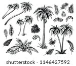 Palm Trees And Leaves. Black...