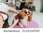 Small photo of Cavalier King Charles Spaniel and Pomeranian dog at grooming salon. Animal care concept.