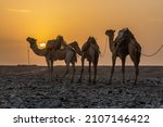 Small photo of Early morning view of a camel caravan in Hamed Ela, Afar tribe settlement in the Danakil depression, Ethiopia. This caravan head to the salt mines.