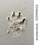 Wolf Footprints.