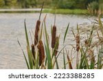 Reed Mace. Beds Of A Lake....