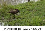 Small photo of A hammerkop bird with a puffed up frog in the beak