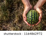 Small watermelon in the hands. Hands holding watermelon. Autumn and harvest. Copy space