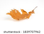 This is a natural dry yellow autumn falling oak leaf, on a white background, has a shadow. Suitable for creating collages, banners, and any design.