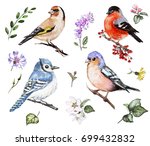 Set Watercolor Elements Of Bird ...
