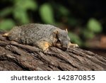 A Grey  Squirrel Rests On A Log ...