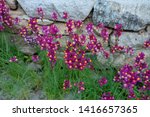 Small photo of Magenta Toad Flax flowers (Linaria maroccana) with stones background
