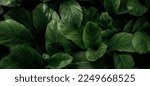 Green asian tropical leaves in...