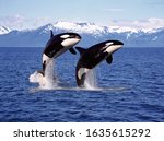 KILLER WHALE orcinus orca, PAIR LEAPING, CANADA  