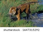Sumatran Tiger  Panthera Tigris ...