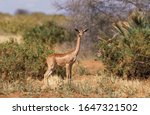 Small photo of Gerenuk or Waller's Gazelle, litocranius walleri, Female in Savanna, Samburu Park in Kenya
