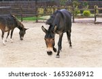Small photo of Hinny, Crossbreed of Horse and Jenny