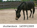 Small photo of Hinny, Crossbreed of Male Horse and Jenny