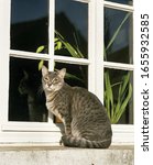 Silver Tabby Domestic Cat At...