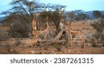 Small photo of Gerenuk or Waller's Gazelle, litocranius walleri, Female standing on Hind Legs, Eating Acacias's Leaves, Samburu Park in Kenya