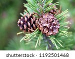 Pinus Sylvestris With Cones