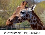 Rothschild's Giraffe  Giraffa...