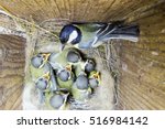 Parus Major. The Nest Of The...