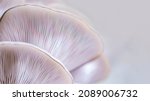 Mushroom Texture Pattern For...