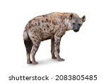 The spotted hyena isolated on...