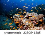 Small photo of Orange damsel fish and the coral reef