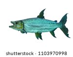 African Tiger Fish Isolated On...