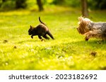 Small doggy chasing cute black kitten on the lawn