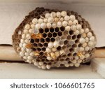 Small photo of Round wasp nest half empty and larvae filled facets hexagon holes light beige brown off white pupae hive