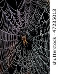 spider | Shutterstock . vector #47235013