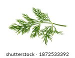 Fresh Dill Isolated On White...