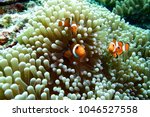 ocellaris clownfish, clown anemonefish, clownfish, false percula clownfish in anemone plant ,swim on plankton stream under deep blue sea of Similan Island 