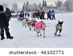 Yukon Quest Sled Dog Race