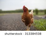 Chicken Crossing The Road