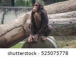 Chimpanzee Sitting On A Stem Of ...