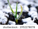 grown green onion in winter. it ... | Shutterstock . vector #1952278078