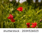 gorgeous bright red poppies... | Shutterstock . vector #2034526025