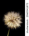 Pappus Or Seed Clock Of A...